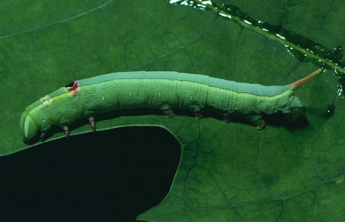 Fig. 30. Vista lateral de larva de <i>Erinnyis alope</i> (Sphingidae), en último estadio. Voucher: 80-SRNP-308-DHJ1549.jpg