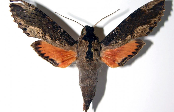 Fig. 22. Vista dorsal de adulto de <i>Erinnyis crameri</i> (Sphingidae). Voucher: 84-SRNP-484- DHJ95372.jpg