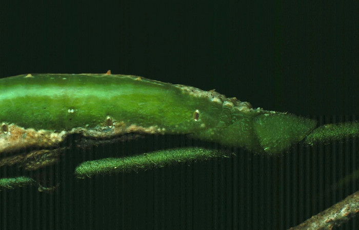 Fig. 10. Vista lateral posterior de <i>Erinnyis lassauxii</i> (Sphingidae). Voucher: 87-SRNP-1319-DHJ10385.jpg