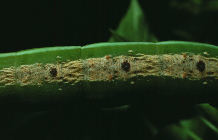 Fig. 12. Vista dorsal central de <i>Erinnyis lassauxii</i> (Sphingidae). Voucher: 87-SRNP-1319-DHJ10387.jpg