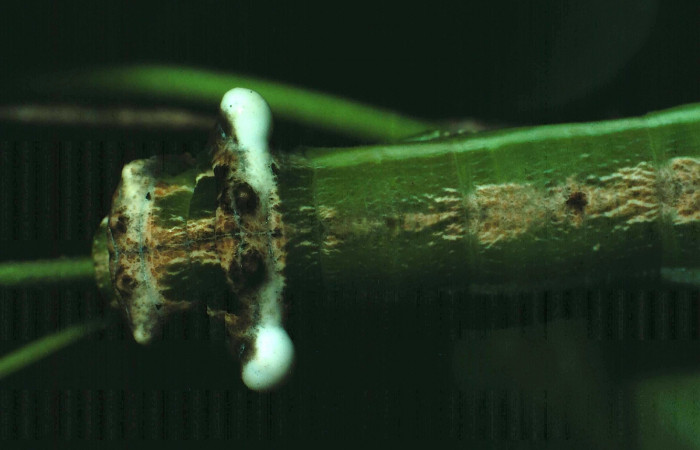 Fig. 6. Vista dorsal del tórax de <i>Erinnyis lassauxii</i> (Sphingidae). Voucher: 87-SRNP-1319-DHJ10388.jpg