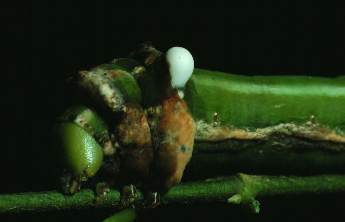 Fig. 7. Vista lateral del tórax y cabeza de <i>Erinnyis lassauxii</i> (Sphingidae). Voucher: 87-SRNP-1319-DHJ10391.jpg