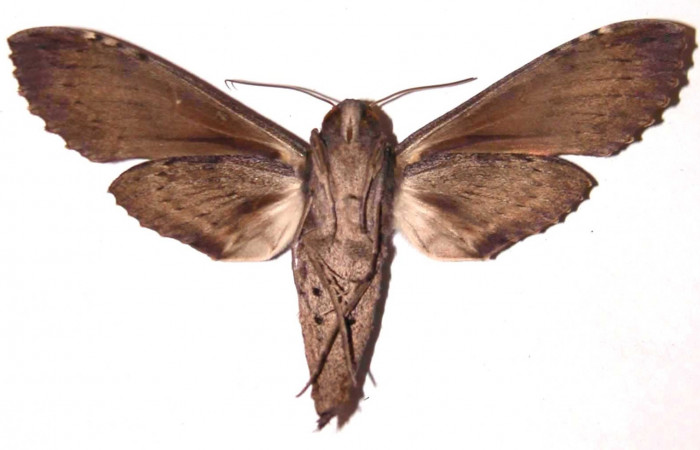 Fig. 17. Vista ventral de adulto hembra de <i>Erinnyis lassauxii</i> (Sphingidae). Voucher: 99-SRNP-11676-DHJ35837.jpg