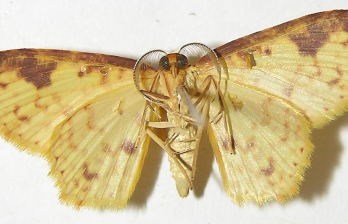 Figura 27. Adulto de <i>Eois dibapha</i> (hembra), (Geometridae). (08- SRNP-36389-DHJ505813).