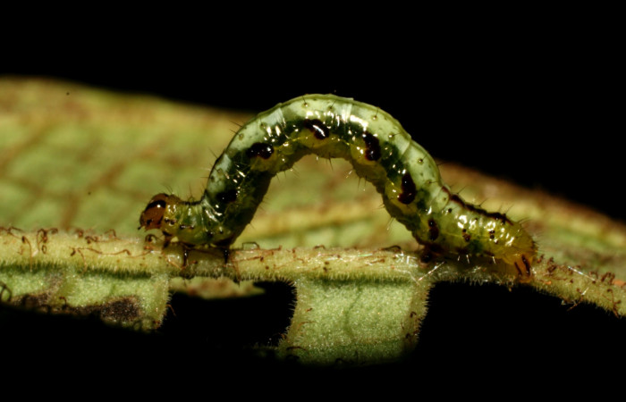 Figura 8. Detalle de lateral, <i>Eois Janzen04</i> (Geometridae). (08-SRNP-72497-DHJ447308).