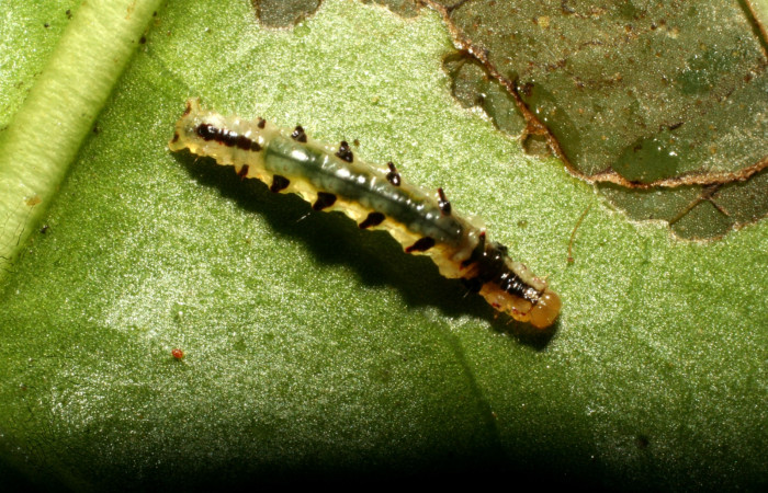 Figura 10. Detalle dorsal, <i>Eois</i> BioLep26 (Geometridae). (09-SRNP-31432-DHJ458581).