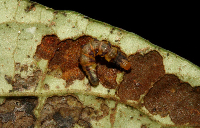 Figura 9. Detalle de alimentación, <i>Eois</i> Janzen599 (Geometridae). (09-SRNP-5272- DHJ464108).