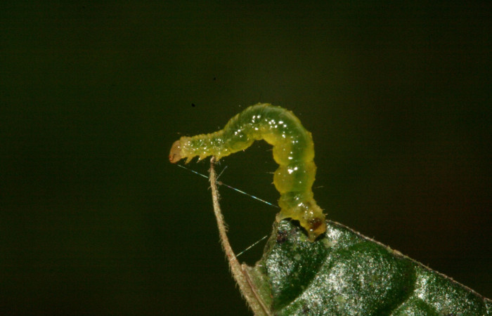 Figura 11. Detalle lateral, <i>Eois</i> Janzen236 (Geometridae). (10-SRNP-2723-DHJ470701).