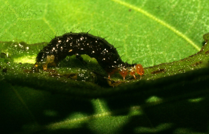 Figura 12. Detalle lateral, <i>Eois</i> BioLep181 (Geometridae). (10-SRNP-30543-DHJ471526).