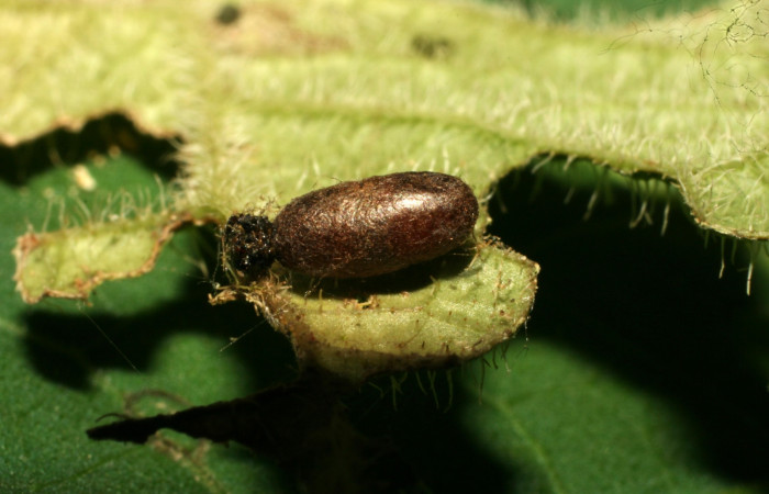 Figura 23. Detalle de parasitos, <i>Eois</i> Janzen04 (Geometridae). (10-SRNP-32224- DHJ477235).
