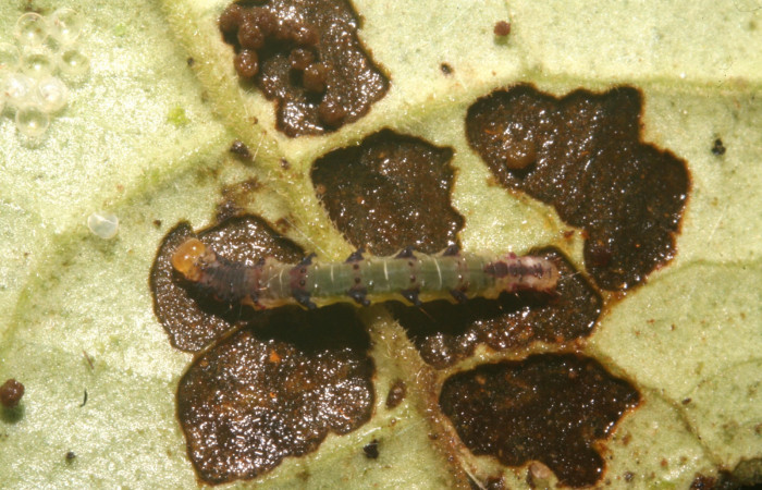 Figura 15. Detalle de alimentación, <i>Eois</i> Janzen49 (Geometridae). (11-SRNP-26146- DHJ489203).