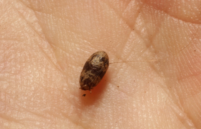 Figura 24. Detalle de capullo de parásito, <i>Eois</i> Janzen04 (Geometridae). (11-SRNP-32520- DHJ803950).