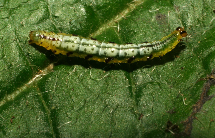 Figura 16. Detalle dorsal, <i>Eois</i> Janzen12 (Geometridae). (12-SRNP-81732-DHJ714007).
