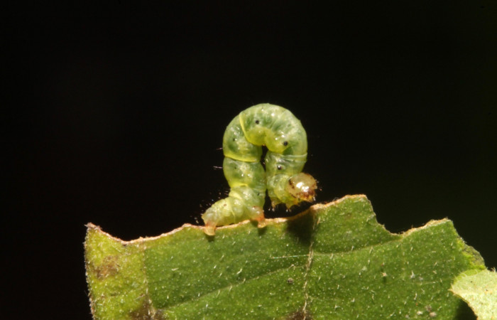 Figura 17. Detalle dorsal, <i>Eois</i> Janzen02 (Geometridae). (13-SRNP-44658-DHJ708448).