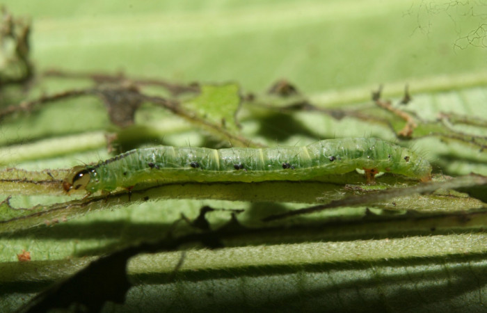 Figura 5. Detalle de alimentación <i>Eois dibapha</i> (Geometridae). (13-SRNP-70119- DHJ702075)