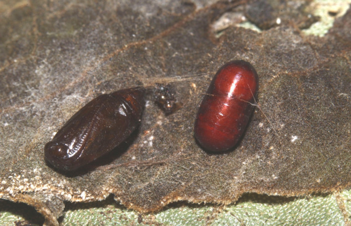 Figura 22. Detalle de pupa y puparios de parasito, <i>Eois</i> Janzen49 (Geometridae). (17- SRNP-73367-DHJ740970).