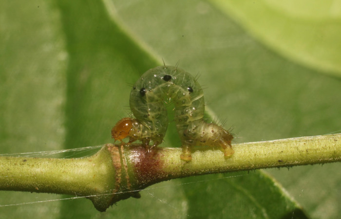 Figura 4. Detalle lateral <i>Eois dibapha</i> (Geometridae). (18-SRNP-80997-DHJ753109).