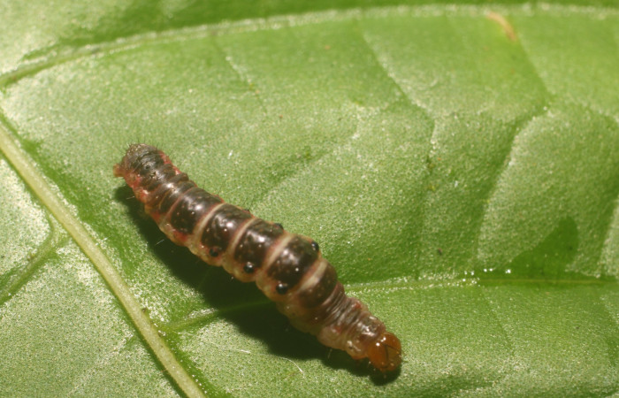 Figura 18. Detalle de prepupa, <i>Eois dibapha</i> (Geometridae). (18-SRNP-80997- DHJ753230).