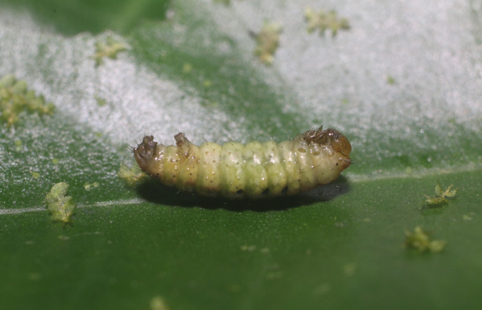 Figura 20. Detalle prepupa, <i>Eois dibapha</i> (Geometridae). (18-SRNP-80997-DHJ753250).