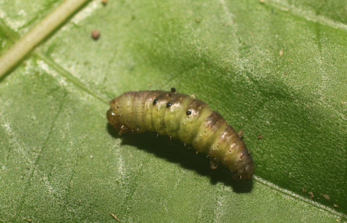 Figura 21. Detalle lateral en prepupa, <i>Eois dibapha</i> (Geometridae). (18- SRNP-80997-DHJ753252).