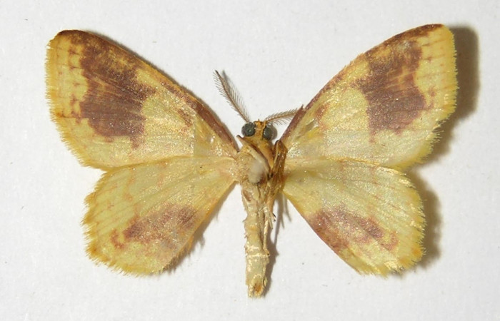 Figura 29. Adulto de, <i>Eois dibapha</i> (macho), (Geometridae). (98- SRNP-2002-DHJ325821).