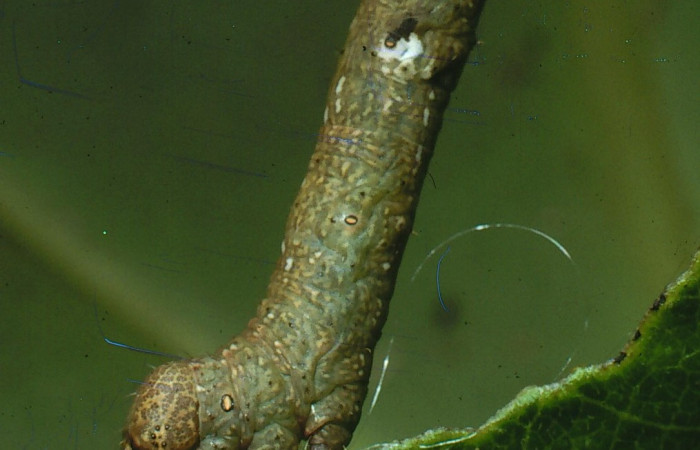 Figura 11.Lateral tórax <i>Glena</i> Janzen05 (Geometridae).Sector San Cristóbal, Cementerio Viejo, (elevación 570 metros).Colectada 29 julio 2003.(03-SRNP-7551-DHJ74895.jpg).