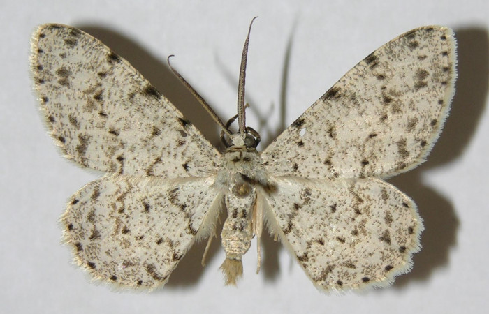 Figura 16. Adulto de <i>Glena</i> Janzen04 (Geometridae), posición dorsal. (05-SRNP-32326-DHJ356804).