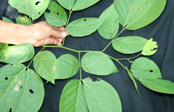 Figura 18. Planta hospedera de larva <i>Glena</i> Janzen05, (Geometridae), <i>Senna papillosa</i>, (Fabaceae), posición hojas. Foto Jorge Hernández, 19 Agosto 2008.