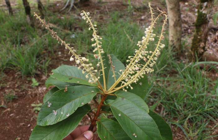 Figura 19. Planta hospedera de larva <i>Glena</i> Janzen04, (Geometridae), <i>Clethra lanata</i> (Clethraceae), posición hojas y flores. Foto Jorge Hernández, 6 Junio 2020.