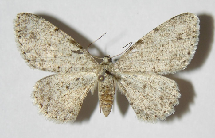 Figura 1. Adulto de <i>Glena</i> Janzen05 (Geometridae), macho, posición dorsal. (03-SRNP-11564-DHJ326258.jpg).
