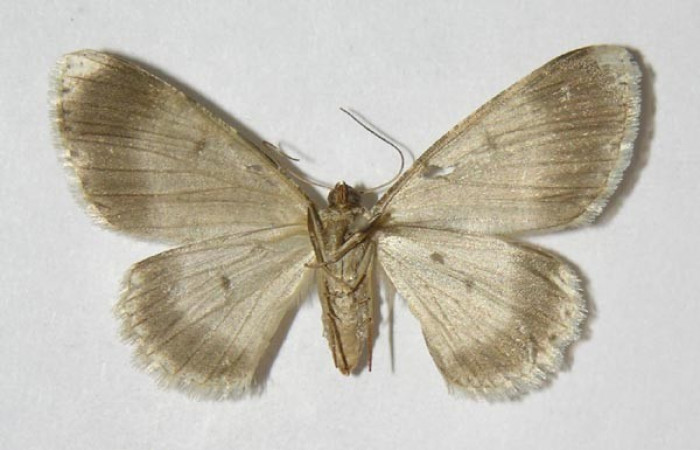 Figura 2. Adulto de <i>Glena</i> Janzen05 (Geometridae), macho, posición ventral. (03-SRNP-11564-DHJ326259.jpg).