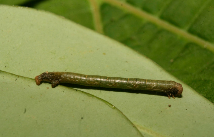 Figura 7.lateral entero <i>Glena</i> Janzen05 (Geometridae).Sector San Cristobal, Cementerio Viejo, (elevación 570 metros).Colectada 29 julio 2003.(03-SRNP-7551-DHJ74896.jpg).