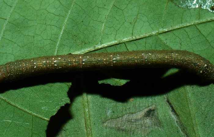 Figura 8.Dorsal entero <i>Glena</i> Janzen05 (Geometridae).Sector San Cristobal, Cementerio Viejo, (elevación 570 metros).Colectada 29 julio 2003.(03-SRNP-7551-DHJ74887.jpg).