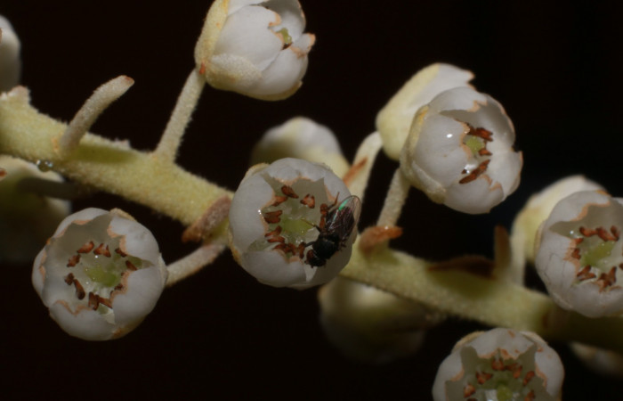 Figura.10 Flor de frente, <i>Clethra lanata</i>, (Clethraceae). Area de Conservación Guanacaste, Sector Rincón Rain Forest, Estación Leiva, Sendero Jacobo, (elevación 461 metros), colectada el 6 de junio 2020. Foto, Jorge Hernández.