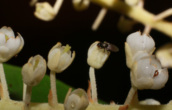 Figura.11 Flor lateral, <i>Clethra lanata</i>, (Clethraceae). Area de Conservación Guanacaste, Sector Rincón Rain Forest, Estación Leiva, Sendero Jacobo, (elevación 461 metros), colectada el 6 de junio 2020. Foto, Jorge Hernández.