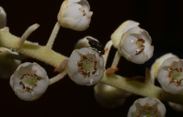 Figura.12 Flor de frente, <i>Clethra lanata</i>, (Clethraceae). Area de Conservación Guanacaste, Sector Rincón Rain Forest, Estación Leiva, Sendero Jacobo, (elevación 461 metros), colectada el 6 de junio 2020. Foto, Jorge Hernández