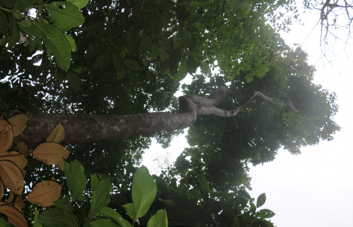 Figura.2 Habitat, <i>Clethra lanata</i>, (Clethraceae). Area de Conservación Guanacaste, Sector Rincón Rain Forest, Estación leiva, Sendero Jacobo, (elevación 461 metros) colectada el 6 de junio 2020. Foto, Jorge Hernández.