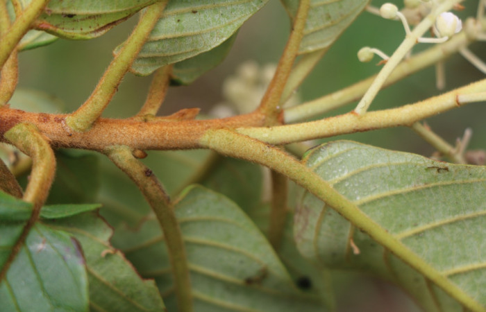 Figura.3 Posición de Hojas, <i>Clethra lanata</i> , (Clethraceae). Area de Conservación Guanacaste, Sector Rincón Rain Forest, Estación Leiva, Sendero Jacobo, (elevación 461 metros), colectada el 6 de junio 2020. Foto, Jorge Hernández.