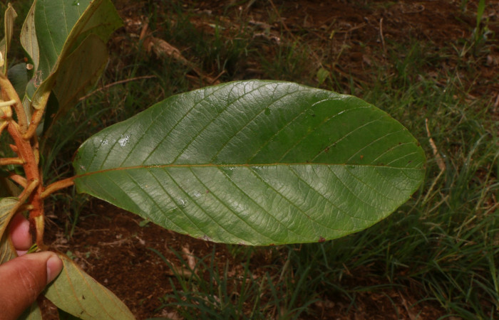 Figura.4 Hoja haz, <i>Clethra lanata</i>, (Clethraceae). Area de Conservación Guanacaste, Sector Rincón Rain Forest, Estación Leiva, Sendero Jacobo, (elevación 461 metros), colectada el 6 de junio 2020. Foto, Jorge Hernández.