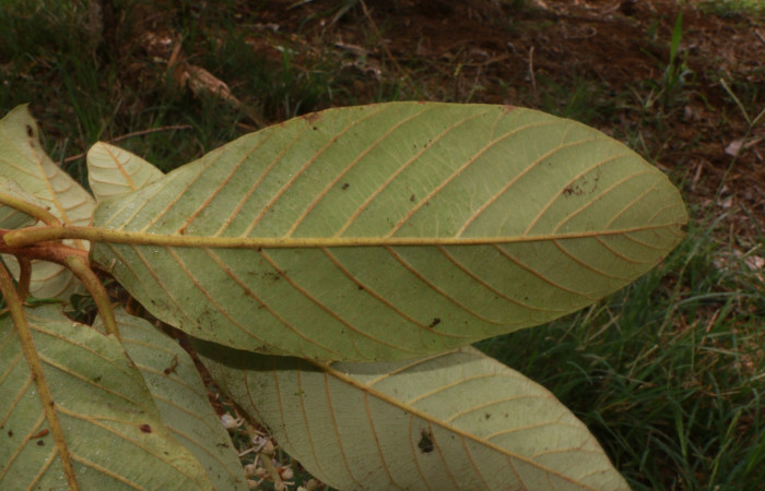 Figura.5 Hoja envés, <i>Clethra lanata</i>, (Clethraceae). Area de Conservación Guanacaste, Sector Rincón Rain Forest, Estación leiva, Sendero Jacobo, (elevación 461 metros), colectada el 6 de junio 2020. Foto, Jorge Hernández.