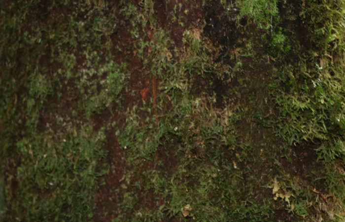 Figura.6 Corteza,<i>Clethra lanata</i>, (Clethraceae). Area de Conservación Guanacaste, Sector Rincón Rain Forest, Estación Leiva, Sendero Jacobo, (elevación 461 metros), colectada el 6 de junio 2020. Foto, Jorge Hernández.