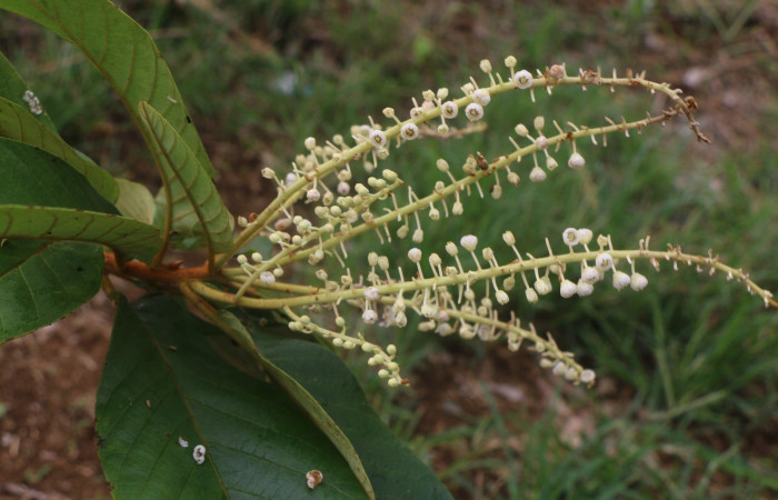 Figura.7 Flor en racimo, <i>Clethra lanata</i>, (Clethraceae). Area de Conservación Guanacaste, Sector Rincón Rain Forest, Estación Leiva, Sendero Jacobo, (elevación 461 metros), colectada el 6 de junio 2020. Foto, Jorge Hernández.