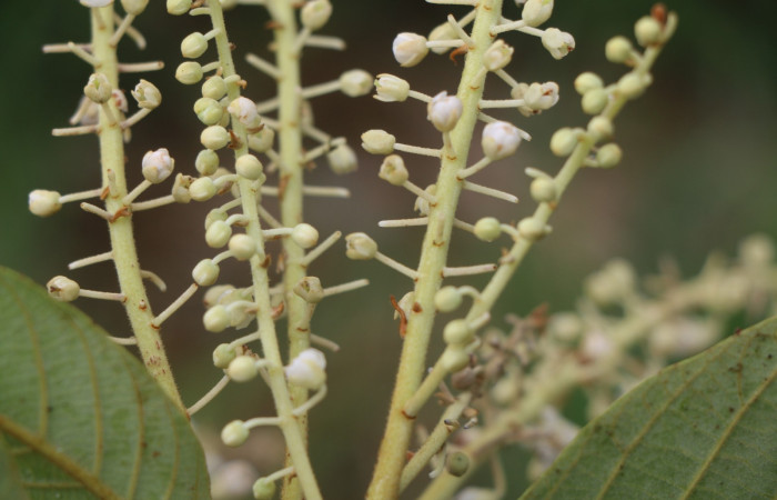 Figura.8 Flor racimo, <i>Clethra lanata</i>, (Clethraceae). Area de Conservación Guanacaste, Sector Rincón Rain Forest, Estación Leiva, Sendero Jacobo, (elevación 461 metros), colectada el 6 de junio 2020. Foto, Jorge Hernández.