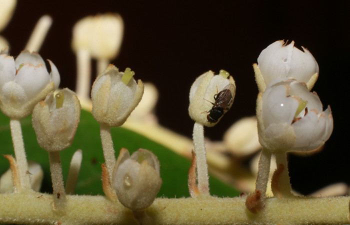 Figura.9 Flor lateral, <i>Clethra lanata</i>, (Clethraceae). Area de Conservación Guanacaste, Sector Rincón Rain Forest, Estación Leiva, Sendero Jacobo, (elevación 461 metros), colectada el 6 de junio 2020. Foto, Jorge Hernández.