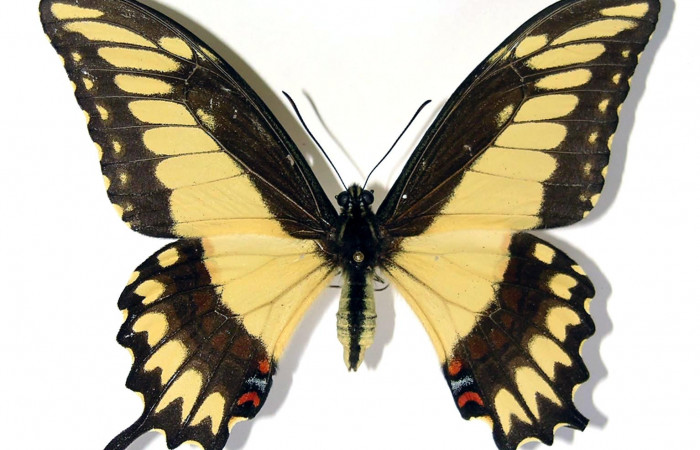 Figura 17. Adulto de <i>Heraclides pallas</i> (Papilionidae) macho mide 87 milímetros, posición normal parte enfocada el dorso. Voucher: 02-SRNP-16317-DHJ97422.