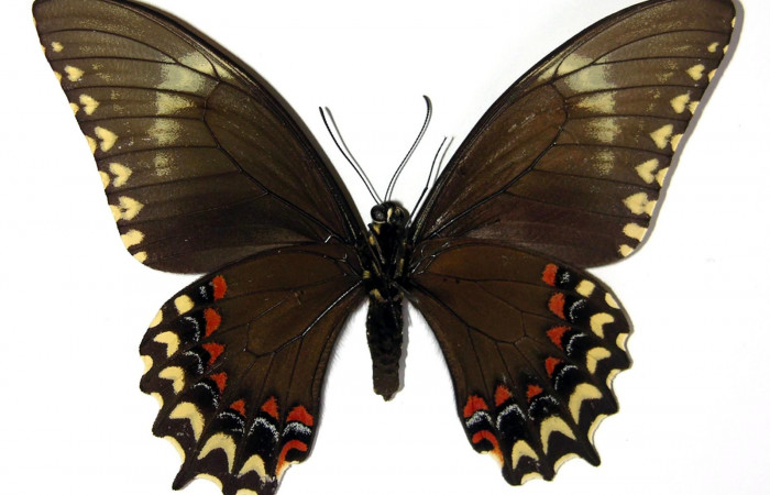 Figura 20. Adulto de <i>Heraclides pallas</i> (Papilionidae) hembra mide 89 milímetros, posición normal parte enfocada ventral. Voucher: 02-SRNP-16589-DHJ97419.