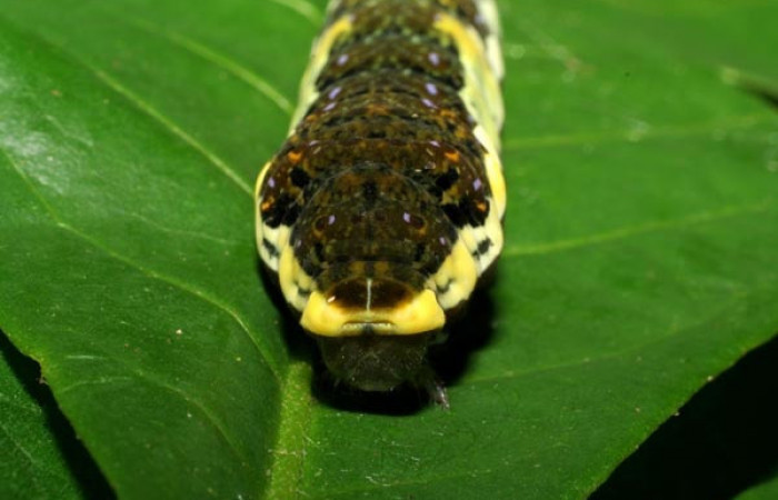 Figura 4. Larva <i>Heraclides pallas</i> (Papilionidae), último estadio posición frontal, mide 55 mm aproximadamente. Planta hospedera <i>Angostura granulosa)</i> (Rutaceae). Voucher: 06-SRNP-32089- DHJ413193.jpg. 
