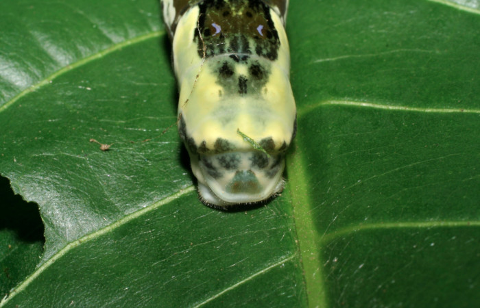 Figura 7. Larva <i>Heraclides pallas</i> (Papilionidae), último estadio posición colita, mide 55 mm aproximadamente. Planta hospedera <i>Angostura granulosa)</i> (Rutaceae). Voucher: 06-SRNP-32089-DHJ413194.jpg.
