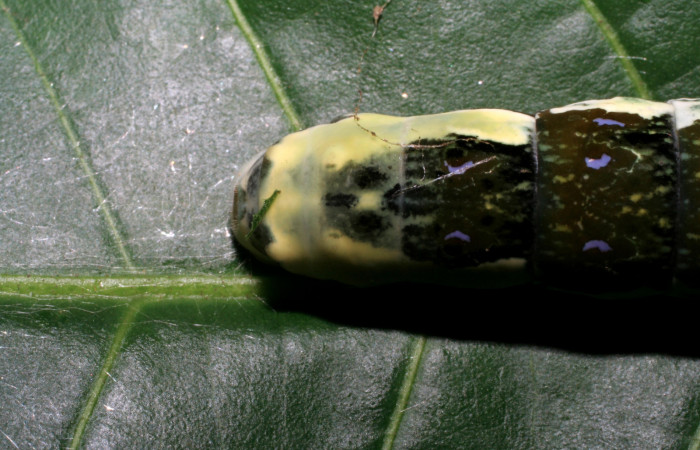 Figura 8. Larva <i>Heraclides pallas</i> (Papilionidae), último estadio posición dorsal colita, mide 55 mm aproximadamente. Planta hospedera <i>Angostura granulosa)</i> (Rutaceae). Voucher: 06-SRNP-32089-DHJ413195.jpg.