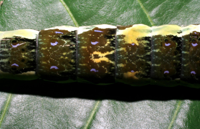 Figura 6. Larva <i>Heraclides pallas</i> (Papilionidae), último estadio posición dorsal, mide 55 mm aproximadamente. Planta hospedera <i>Angostura granulosa)</i> (Rutaceae). Voucher: 06-SRNP-32089- DHJ413196.jpg. 
